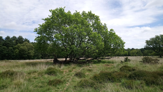 Woodlands and Trees in Greater Lincolnshire
